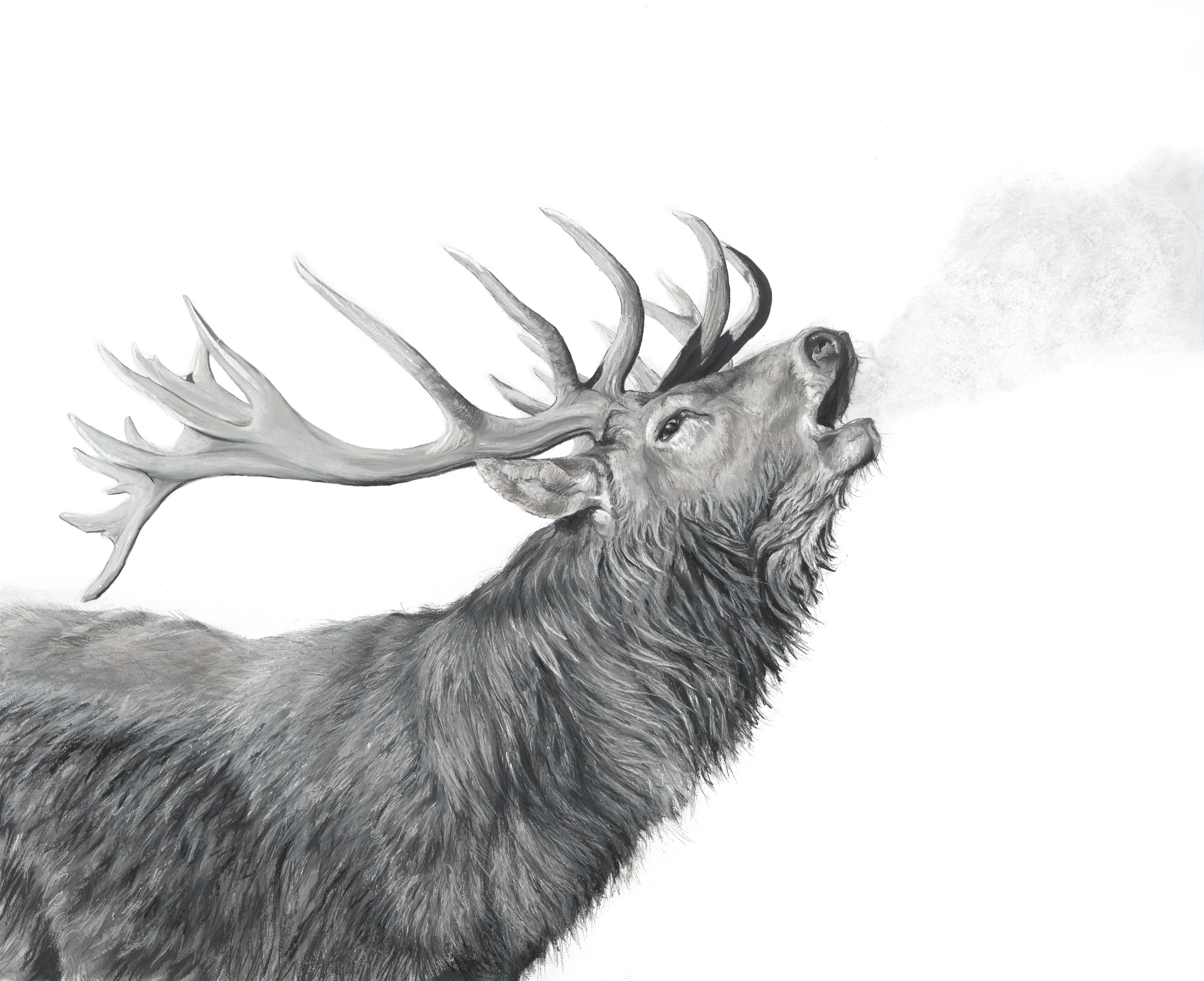 Lucy Boydell -Bellowing Stag