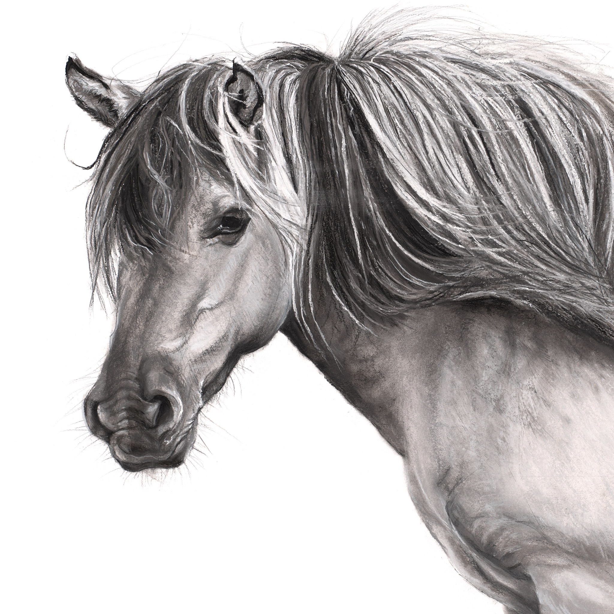 Lucy Boydell Holkham Estate Konik Pony