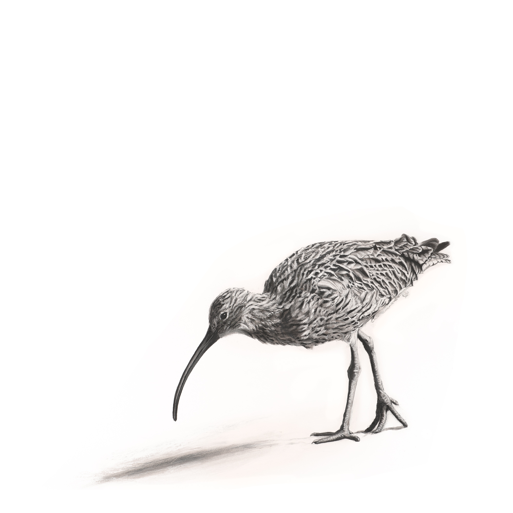 Lucy Boydell Curlew