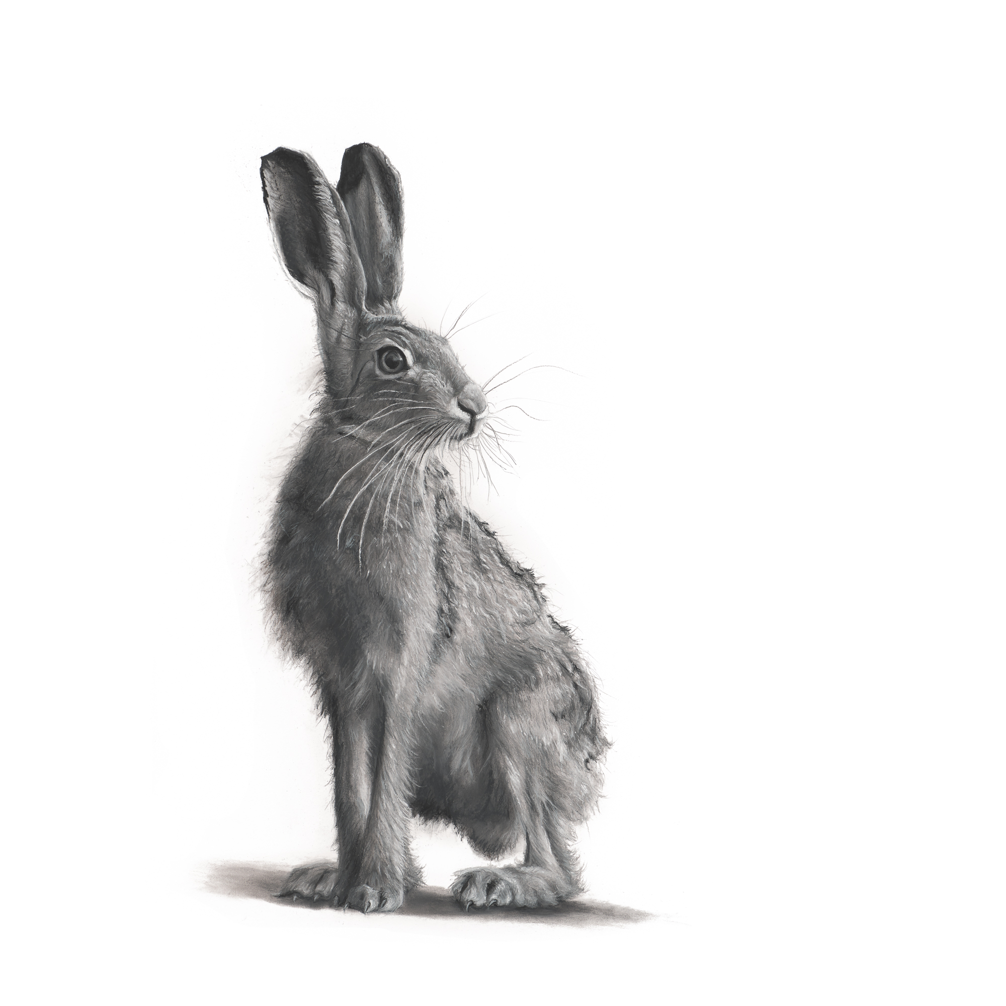 Lucy Boydell Hare Print